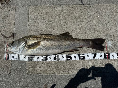 スズキの釣果