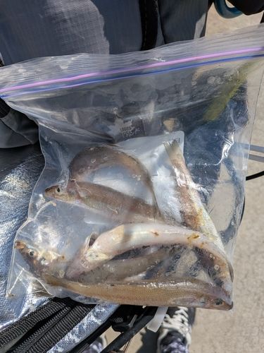カタクチイワシの釣果
