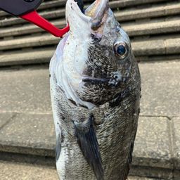 チヌ
