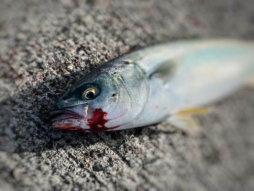ワカシの釣果
