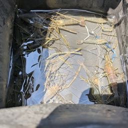 テナガエビ