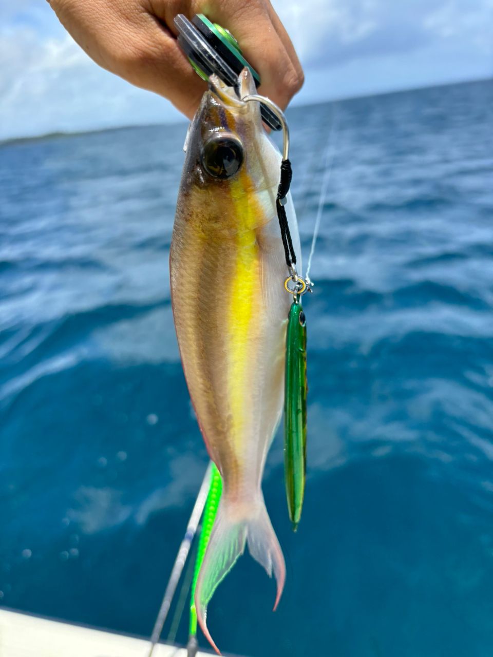 ジューマー(キツネウオ)