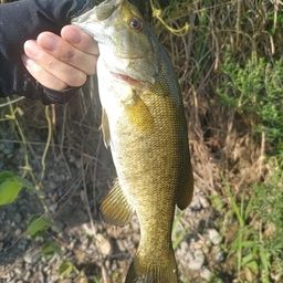 スモールマウスバス