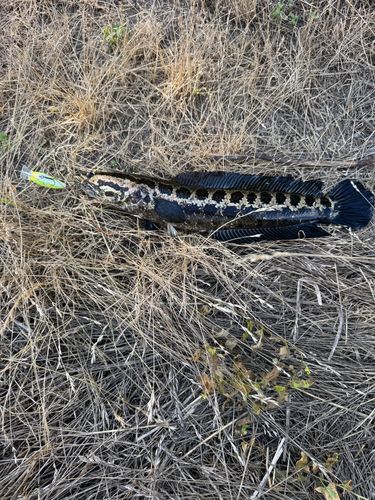 ライギョの釣果