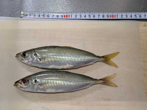 アジの釣果