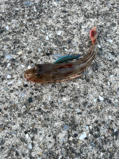 ホウボウの釣果