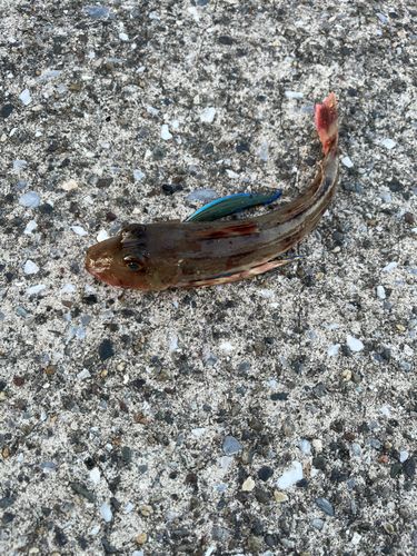 ホウボウの釣果