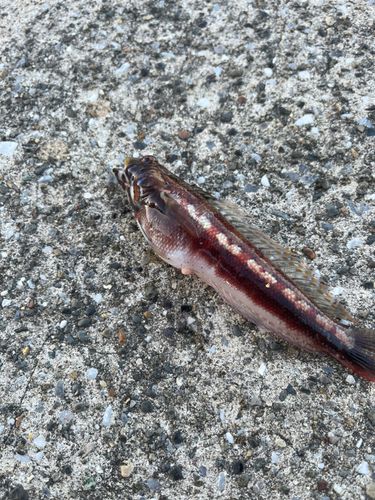 アカトラギスの釣果