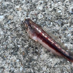 アカトラギス