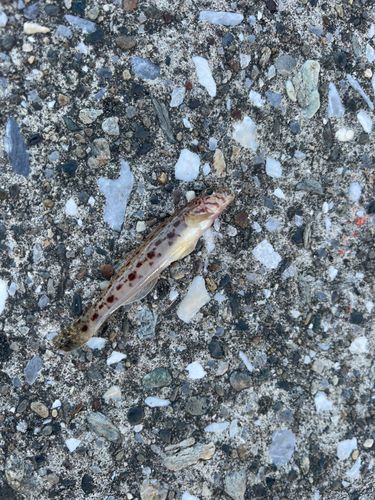 ハゼの釣果