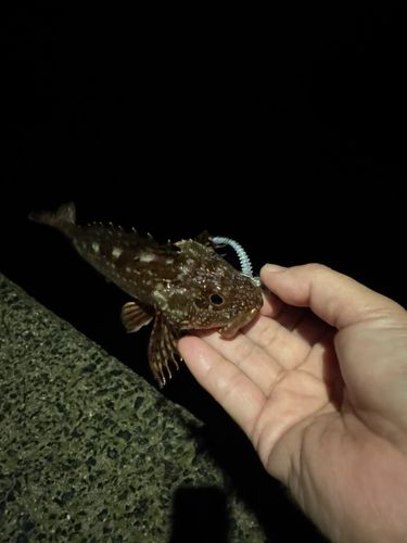 アラカブの釣果