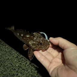 アラカブ