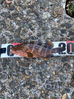 アコウの釣果