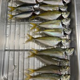 アジ