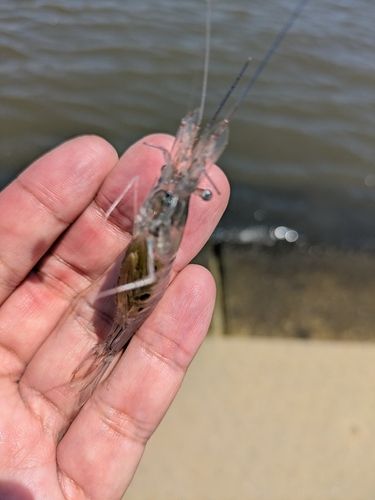 テナガエビの釣果