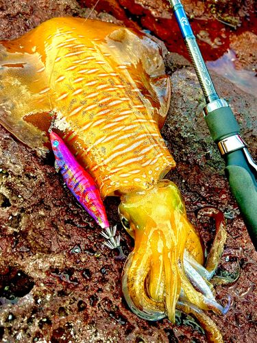 アオリイカの釣果