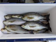 イサキの釣果