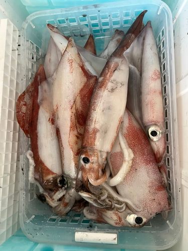 アカイカの釣果