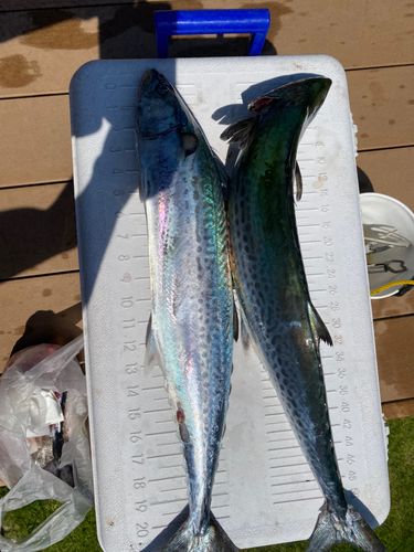 サワラの釣果