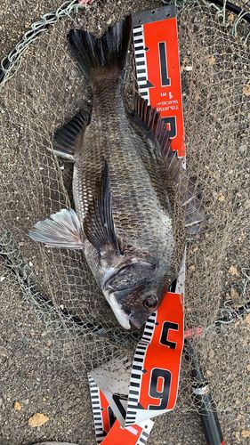 クロダイの釣果