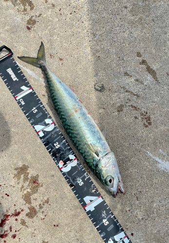 サバの釣果
