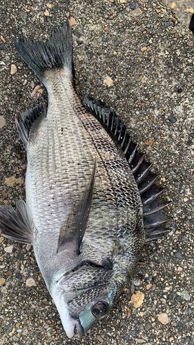 クロダイの釣果