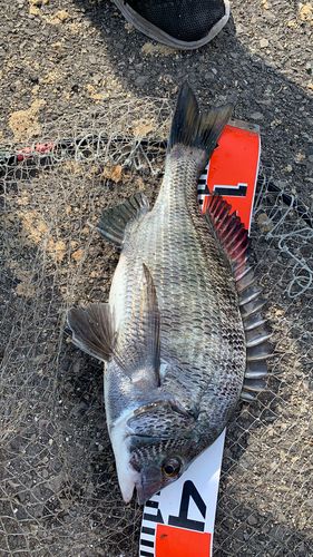 クロダイの釣果