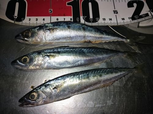 サバの釣果