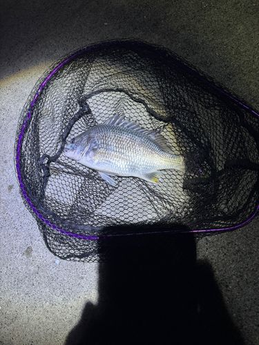 キビレの釣果