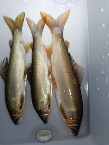 アユの釣果