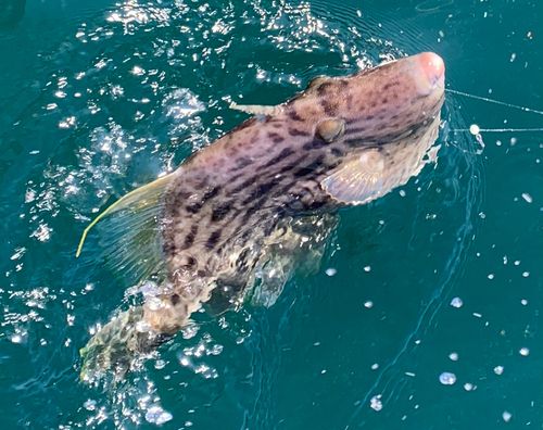 カワハギの釣果