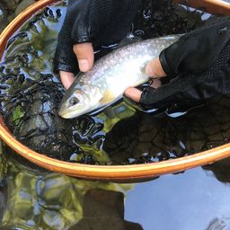 トラウト