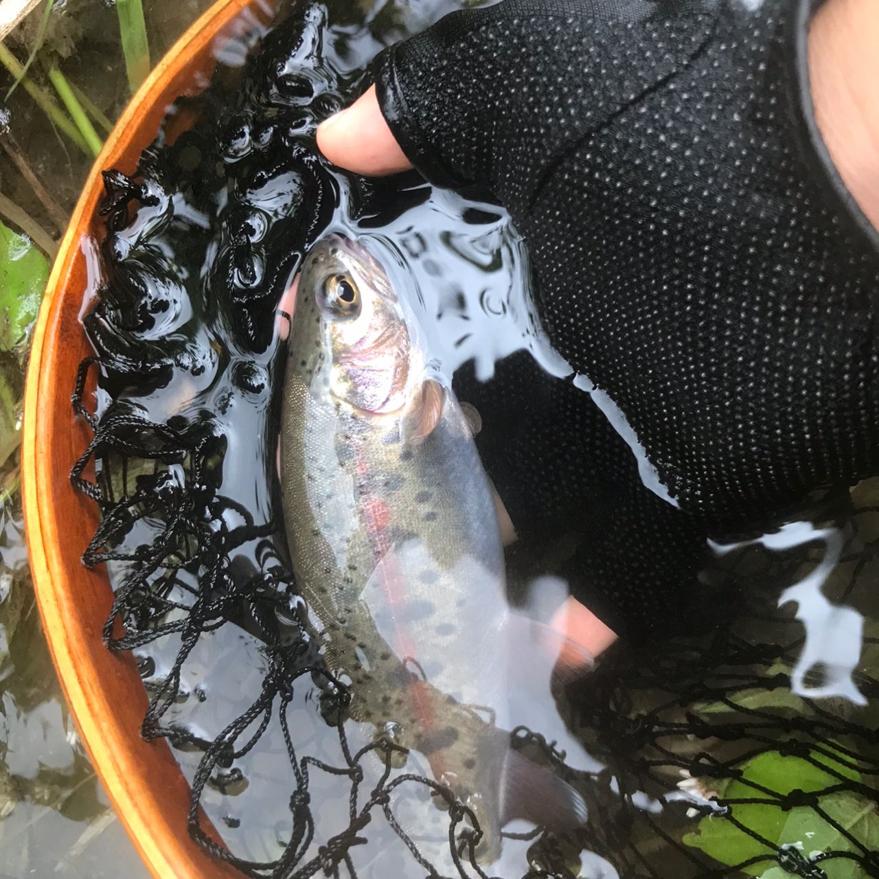 トラウト