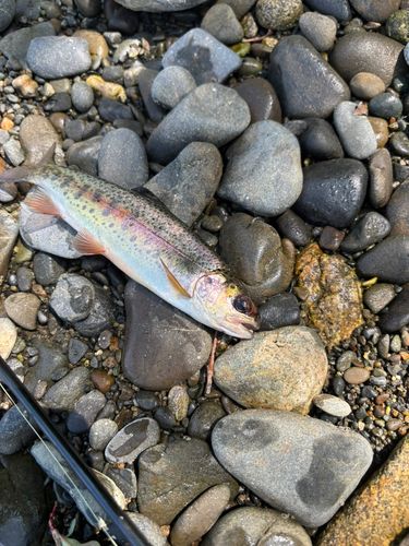 ニジマスの釣果