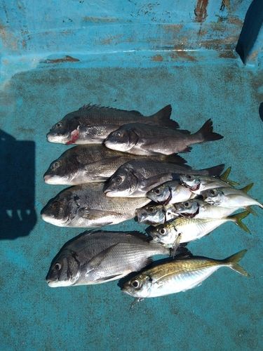 クロダイの釣果