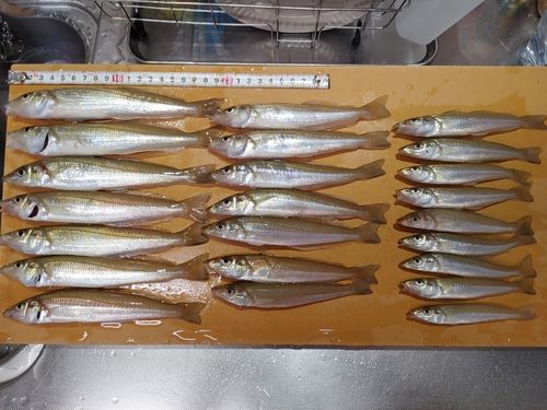 キスの釣果