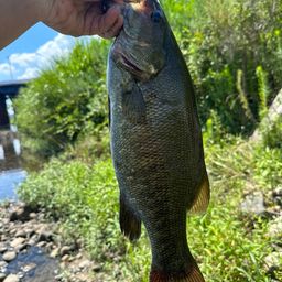 スモールマウスバス