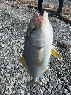 ショゴの釣果