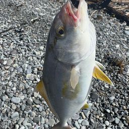 ショゴ