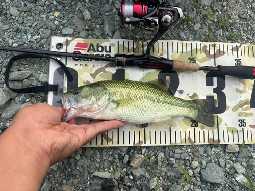 ラージマウスバスの釣果