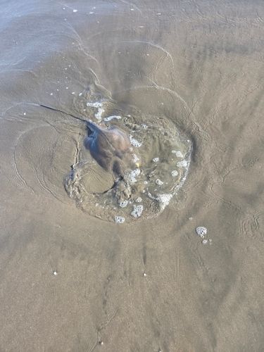 エイの釣果