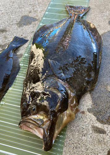 ヒラメの釣果
