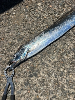 タチウオの釣果