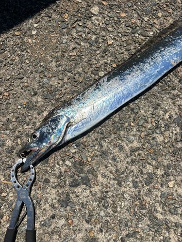 タチウオの釣果