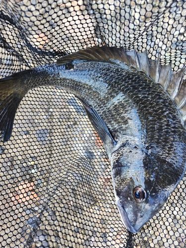 チヌの釣果