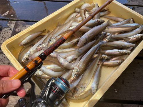 シロギスの釣果