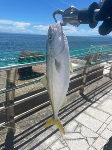 ツバスの釣果
