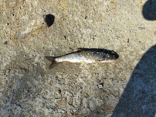 ウグイの釣果