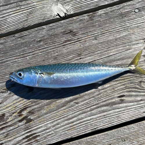 サバの釣果