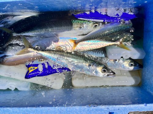 サバの釣果